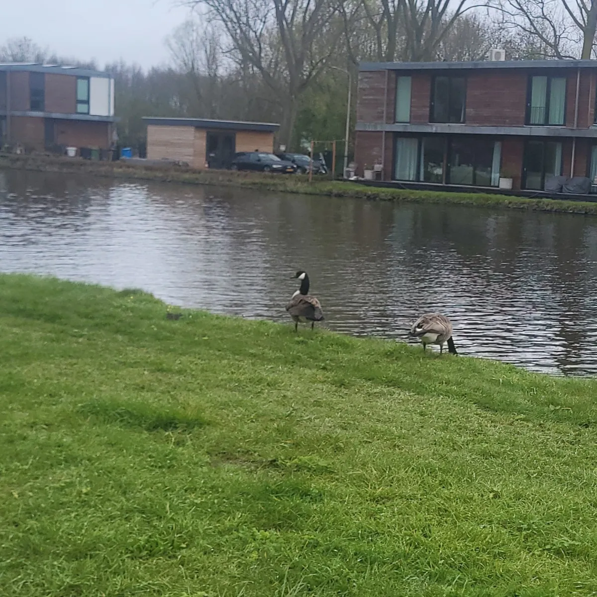 Gespotte Grote Canadese gans