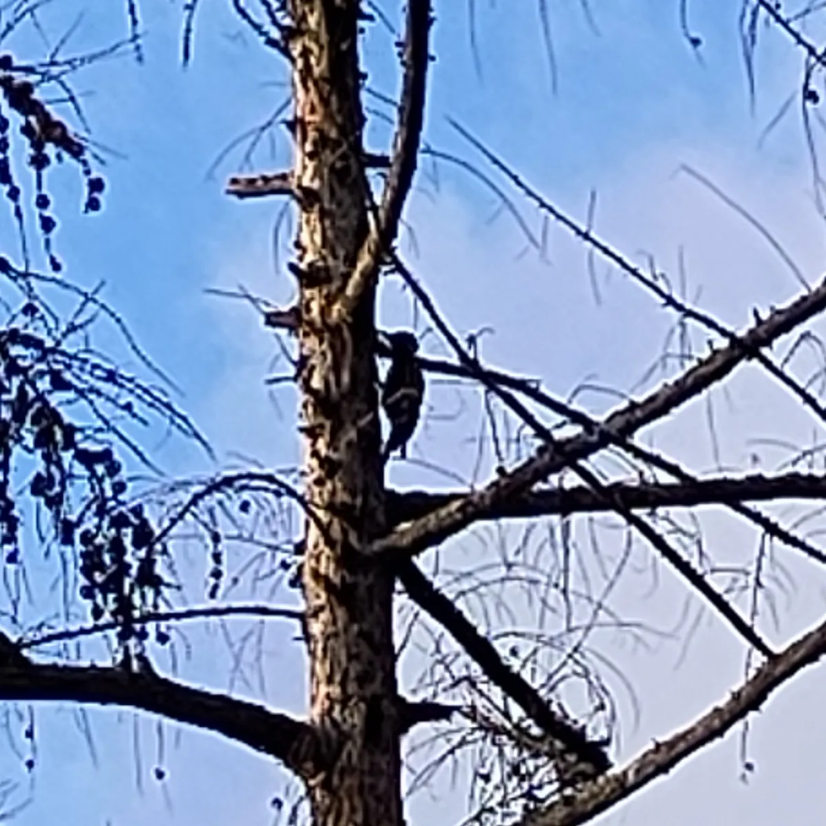 Gespotte Zwarte specht