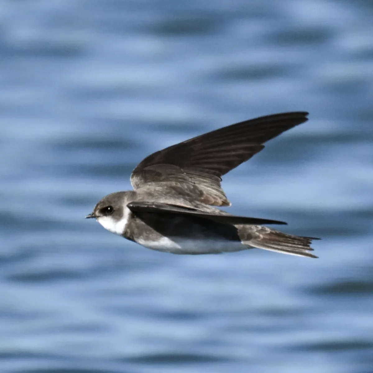 Gespotte Oeverzwaluw