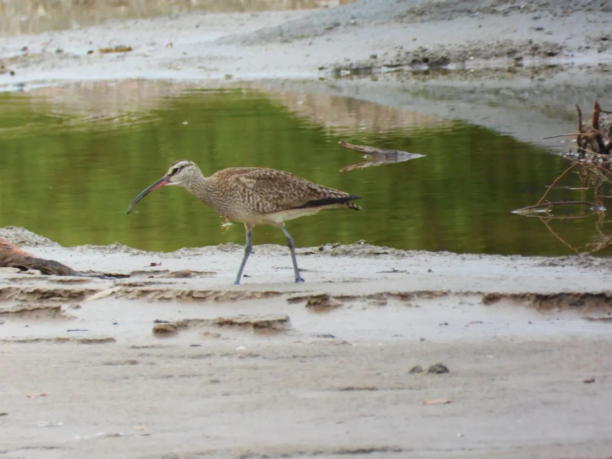 Spotted Whimbrel (Hudsonian)