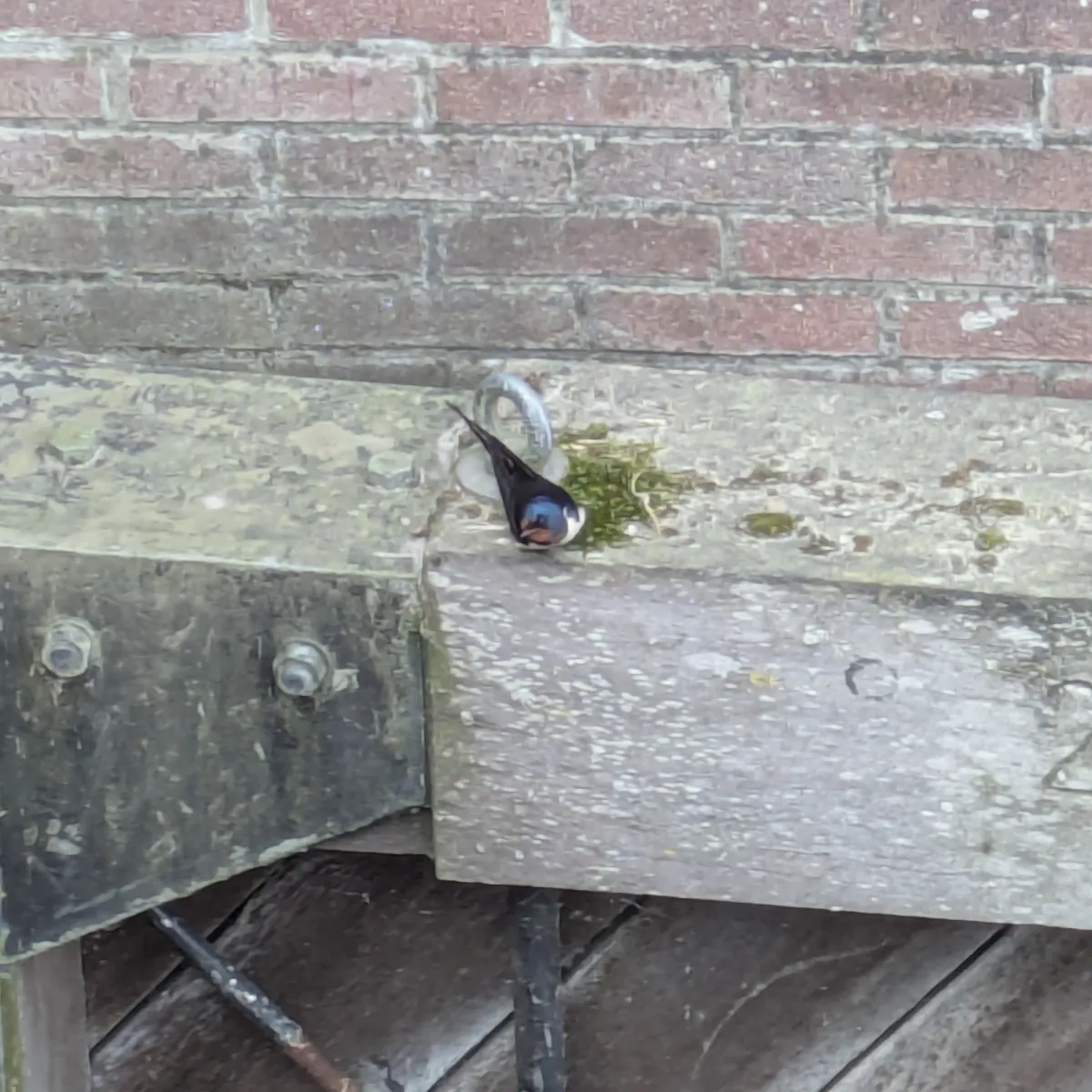 Gespotte Boerenzwaluw