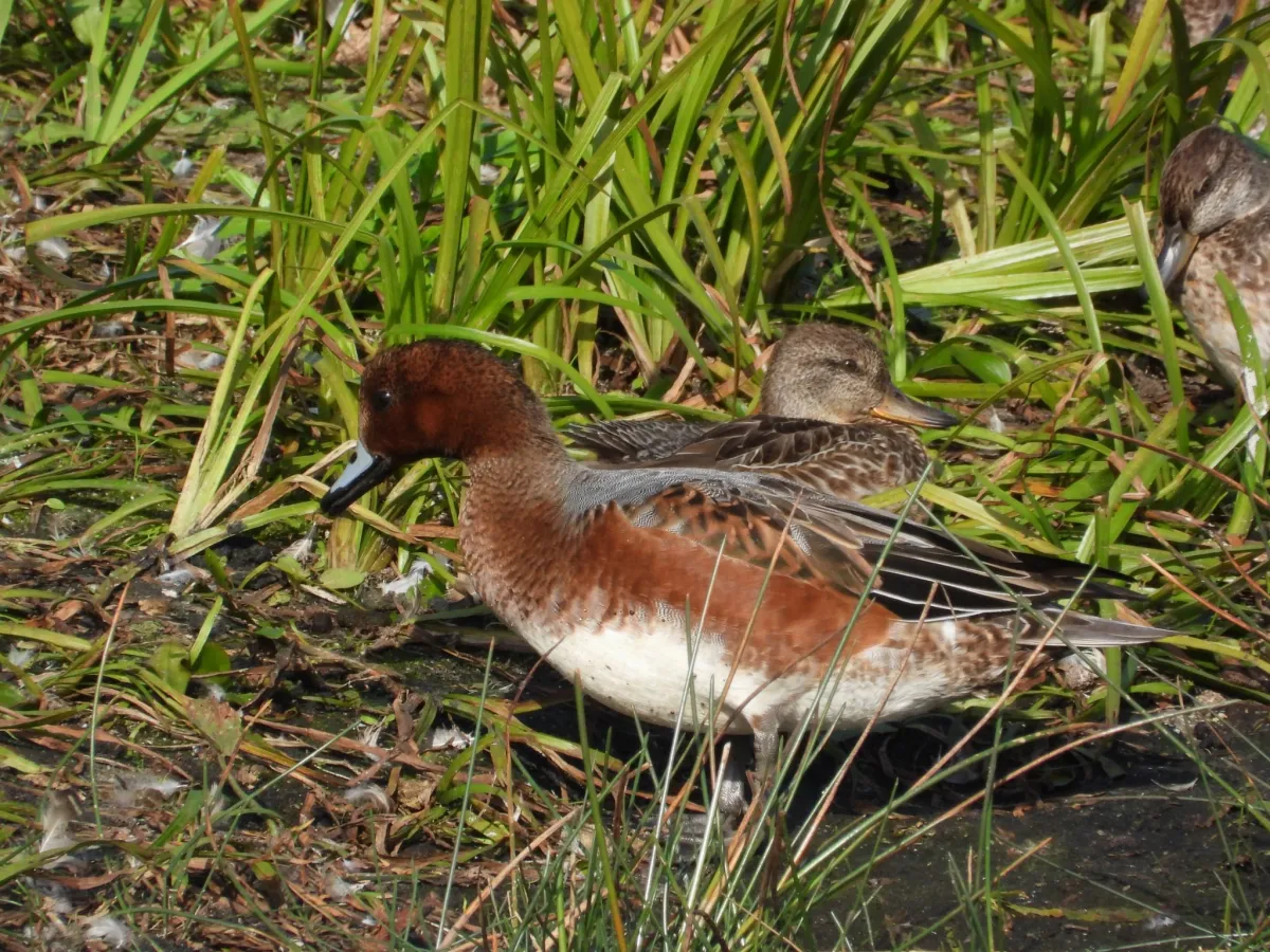 Spotted Eurasian Wigeon
