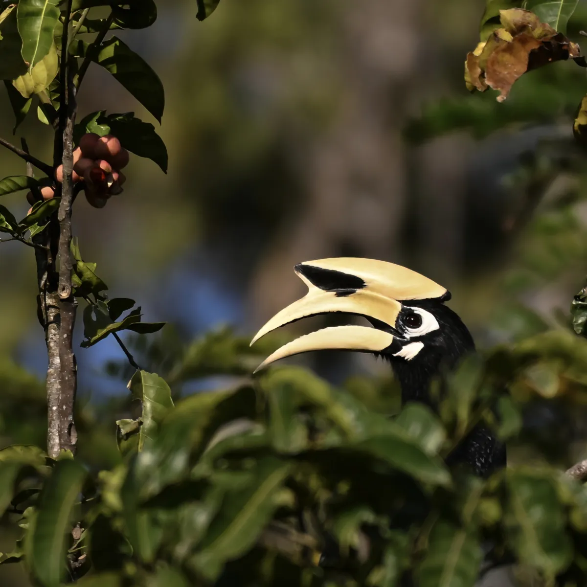 Gespotte Indische neushoornvogel