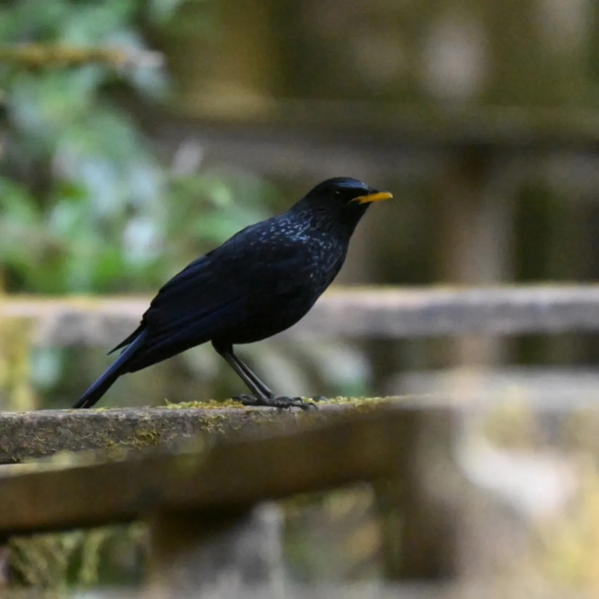 Spotted Blue Whistling-Thrush