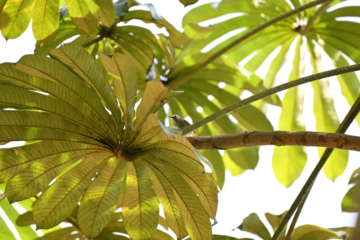 Spotted Green-backed Camaroptera