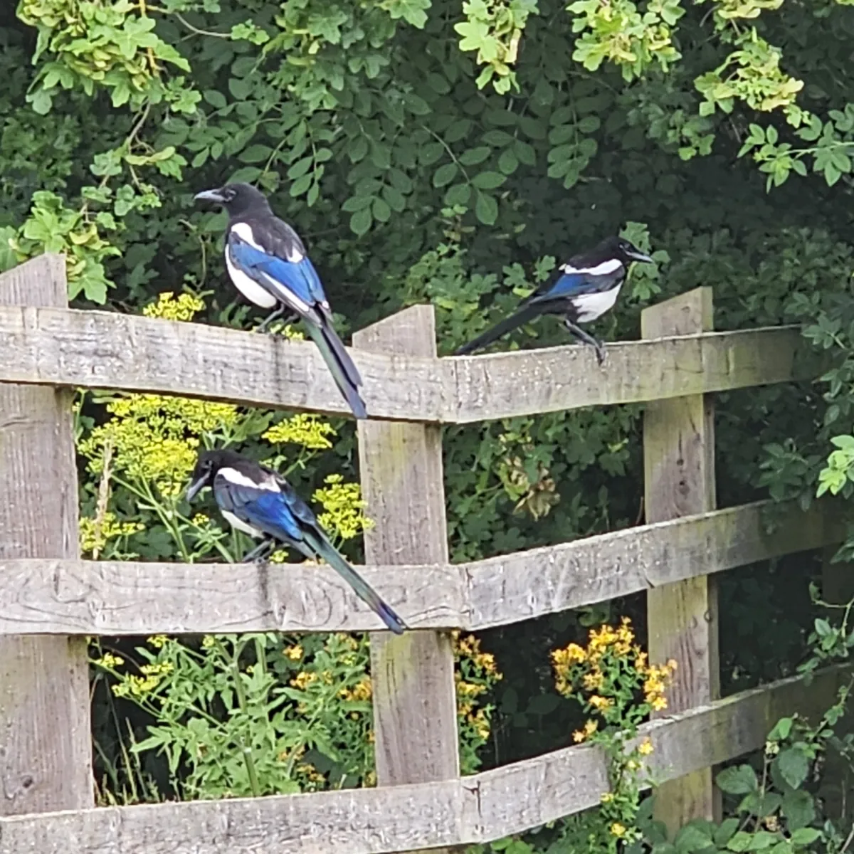Spotted Eurasian Magpie