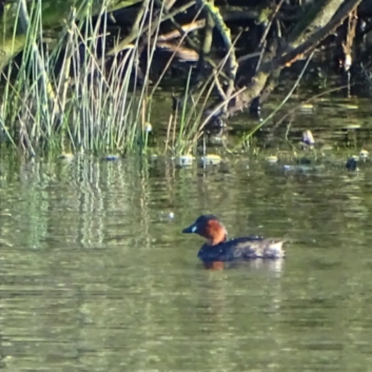 Spotted Little Grebe