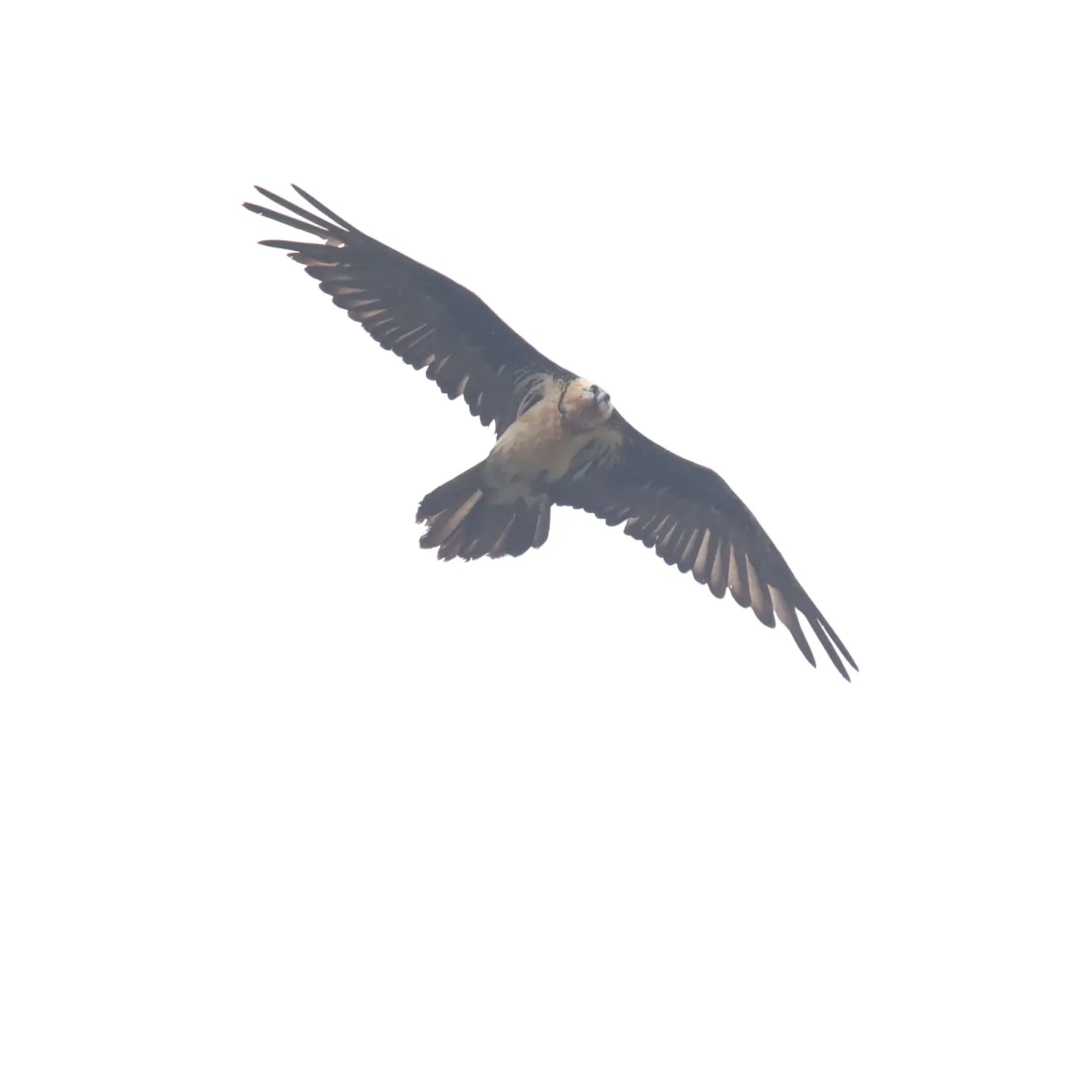 Spotted Bearded Vulture