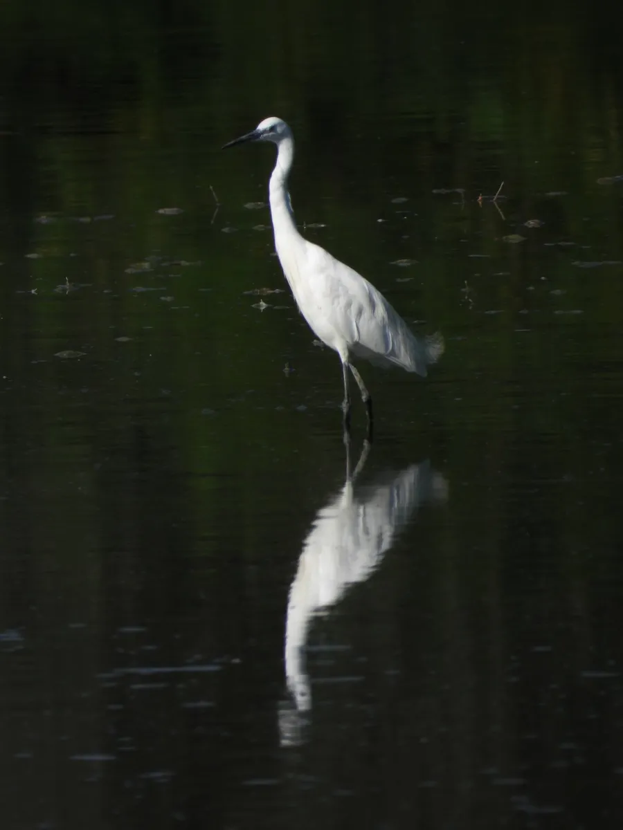 Waargenomen Kleine zilverreiger