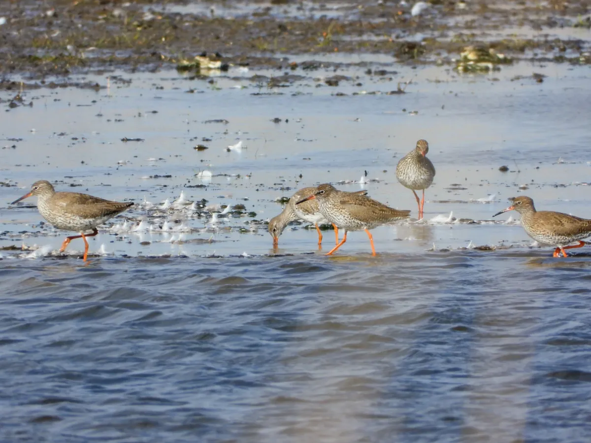 Spotted Common Redshank