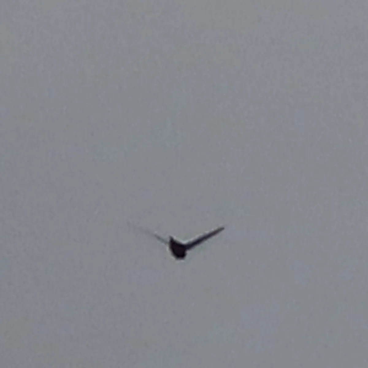 Spotted Common Swift