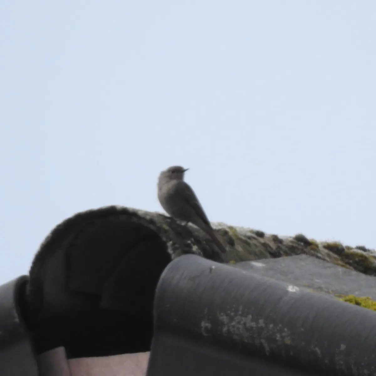 Gespotte Zwarte roodstaart