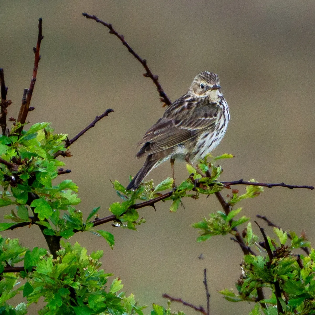 Spotted Meadow Pipit