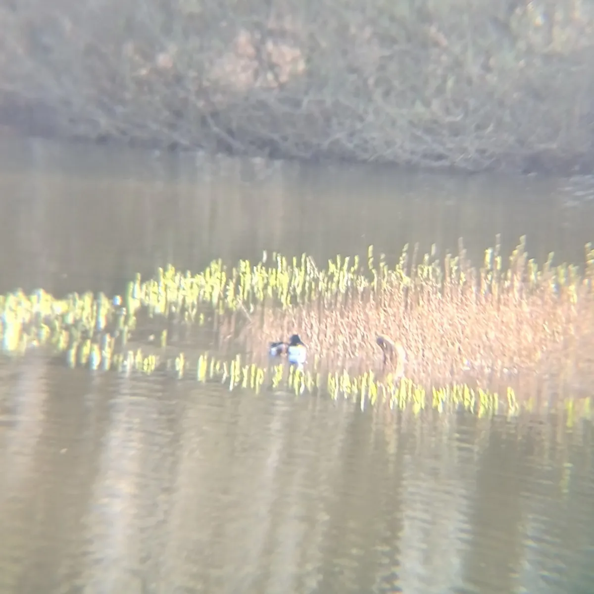 Spotted Northern Shoveler