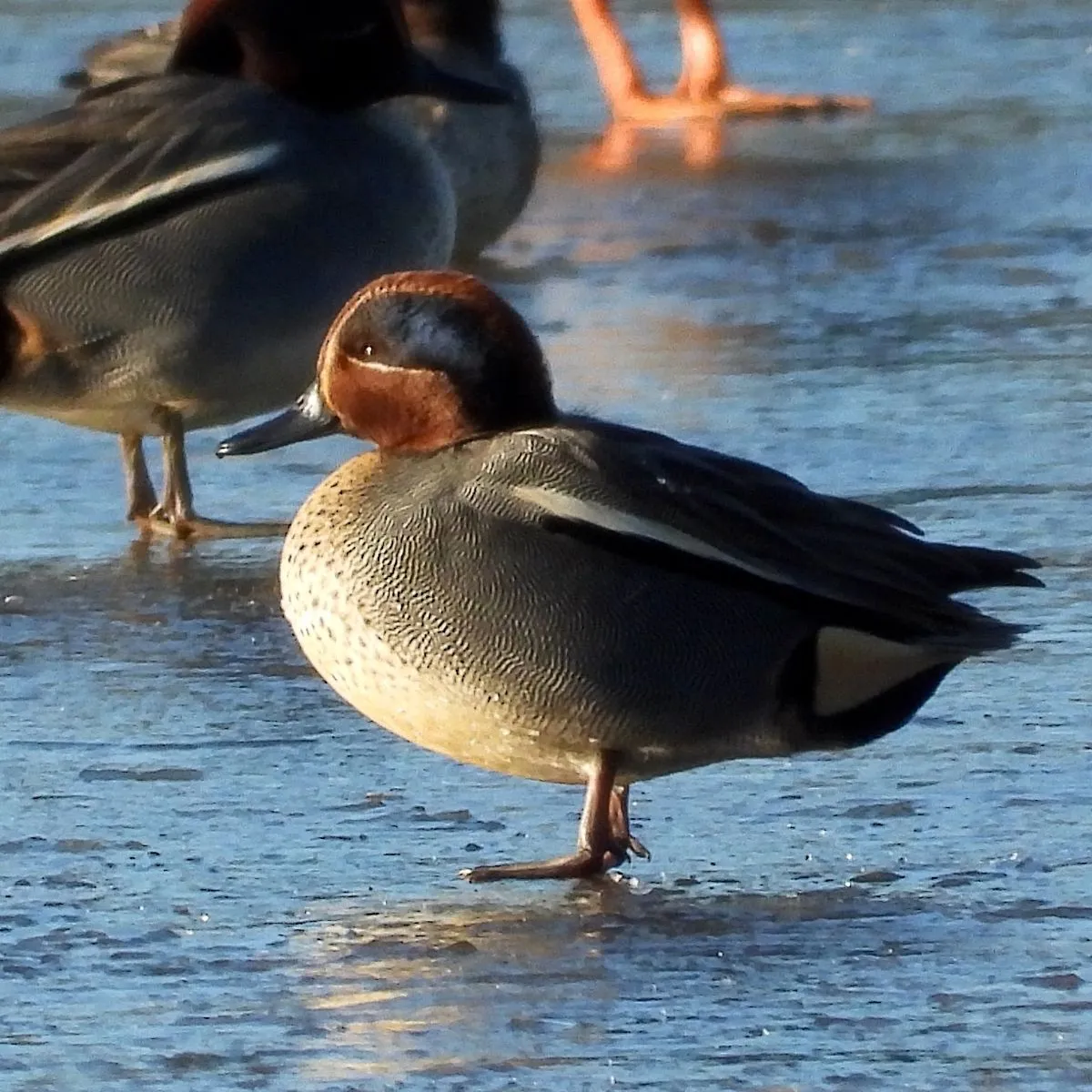 Gespotte Wintertaling