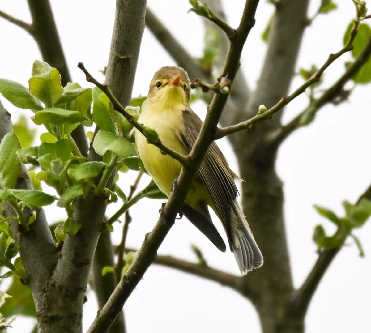 Waargenomen Spotvogel