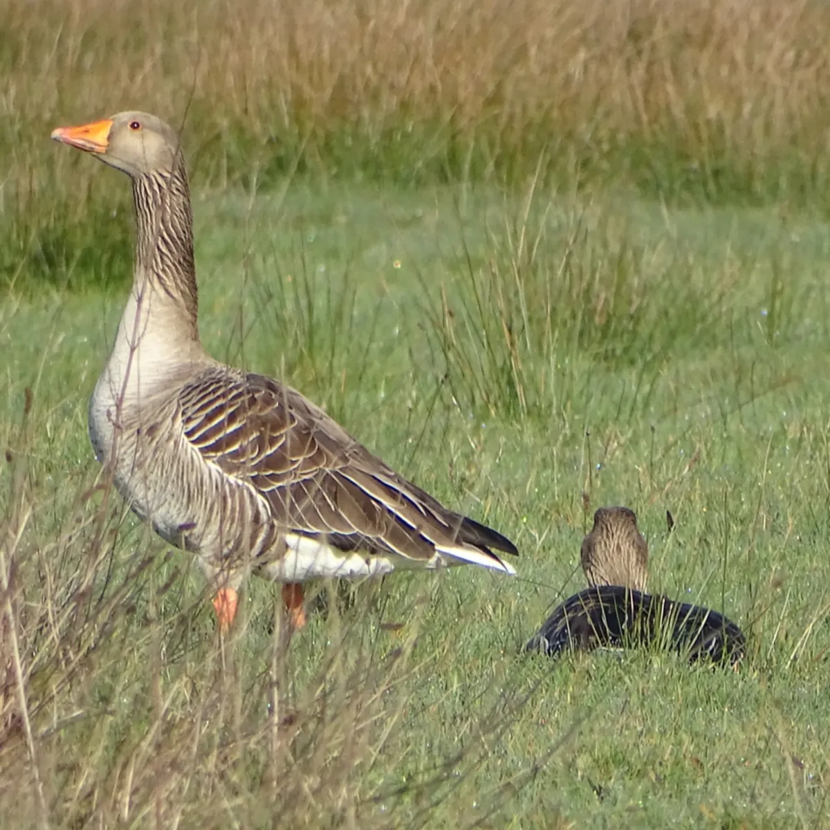 Gespotte Grauwe gans
