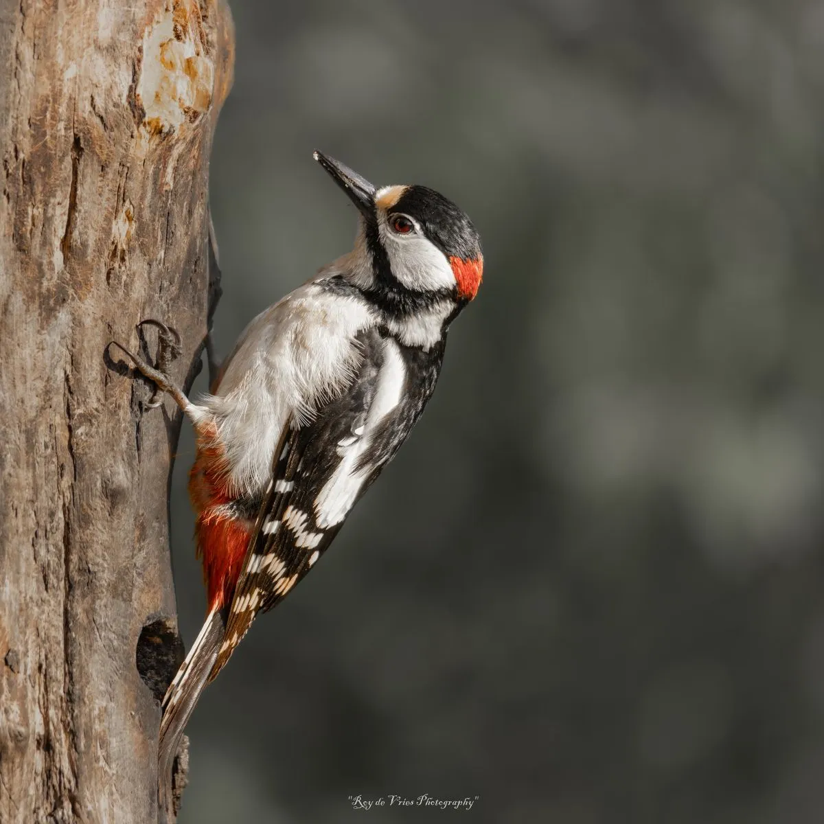 Gespotte Grote bonte specht