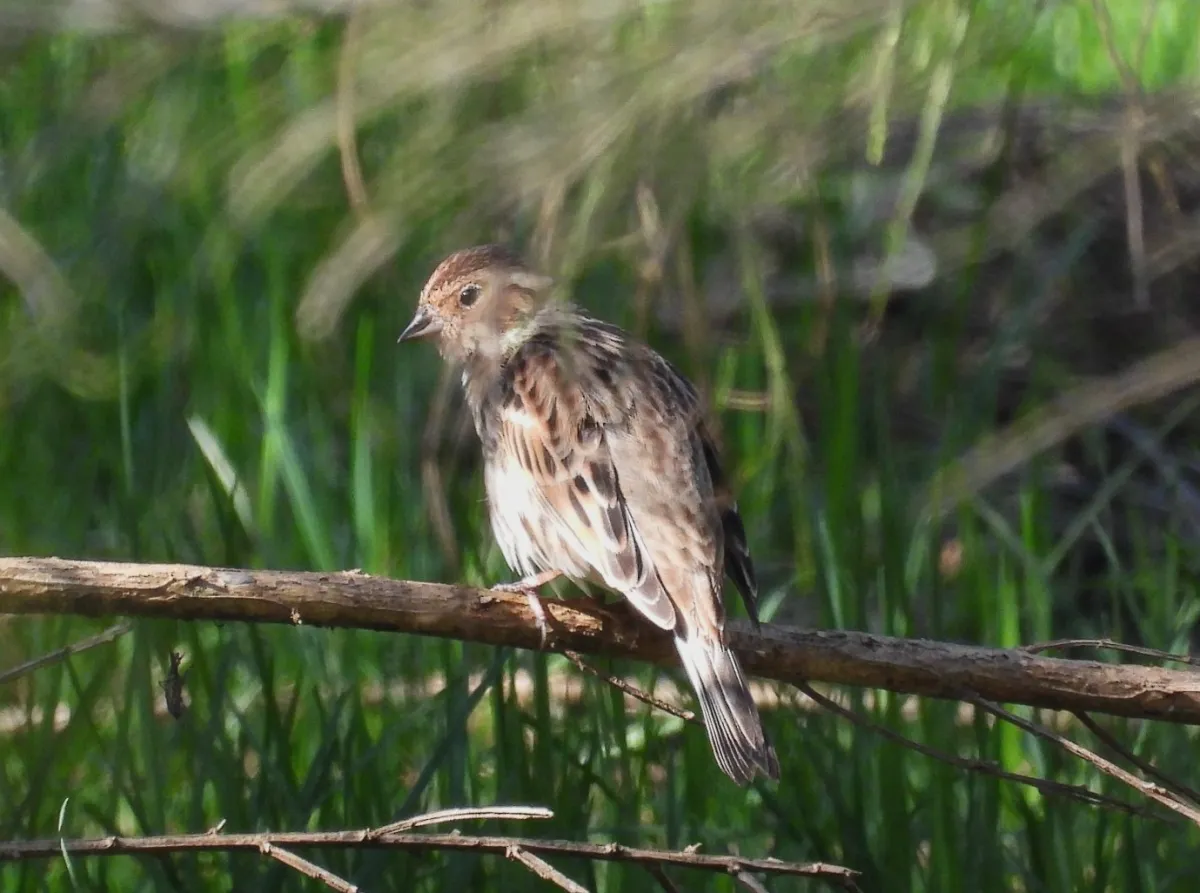 Spotted Little Bunting