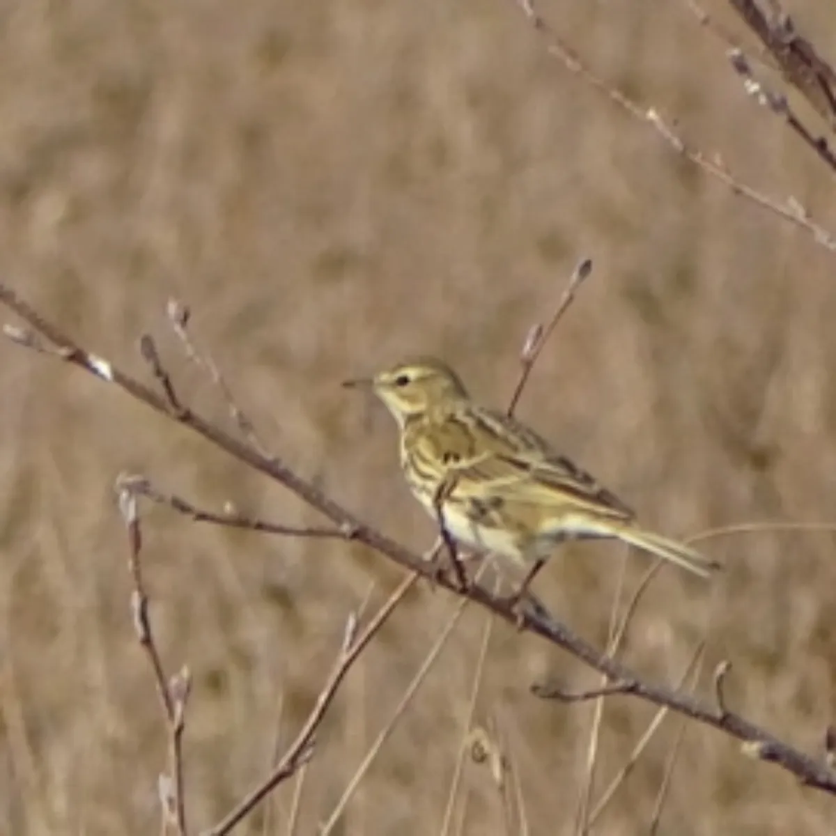 Spotted Meadow Pipit