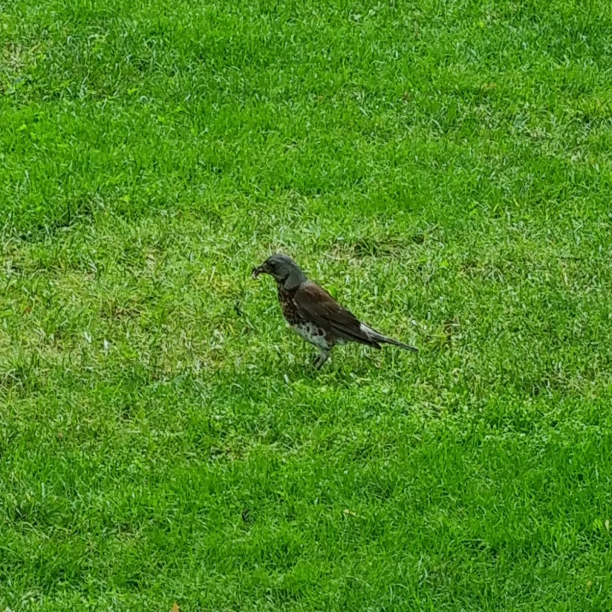 Spotted Fieldfare