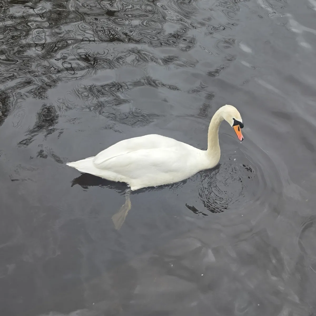 Spotted Mute Swan