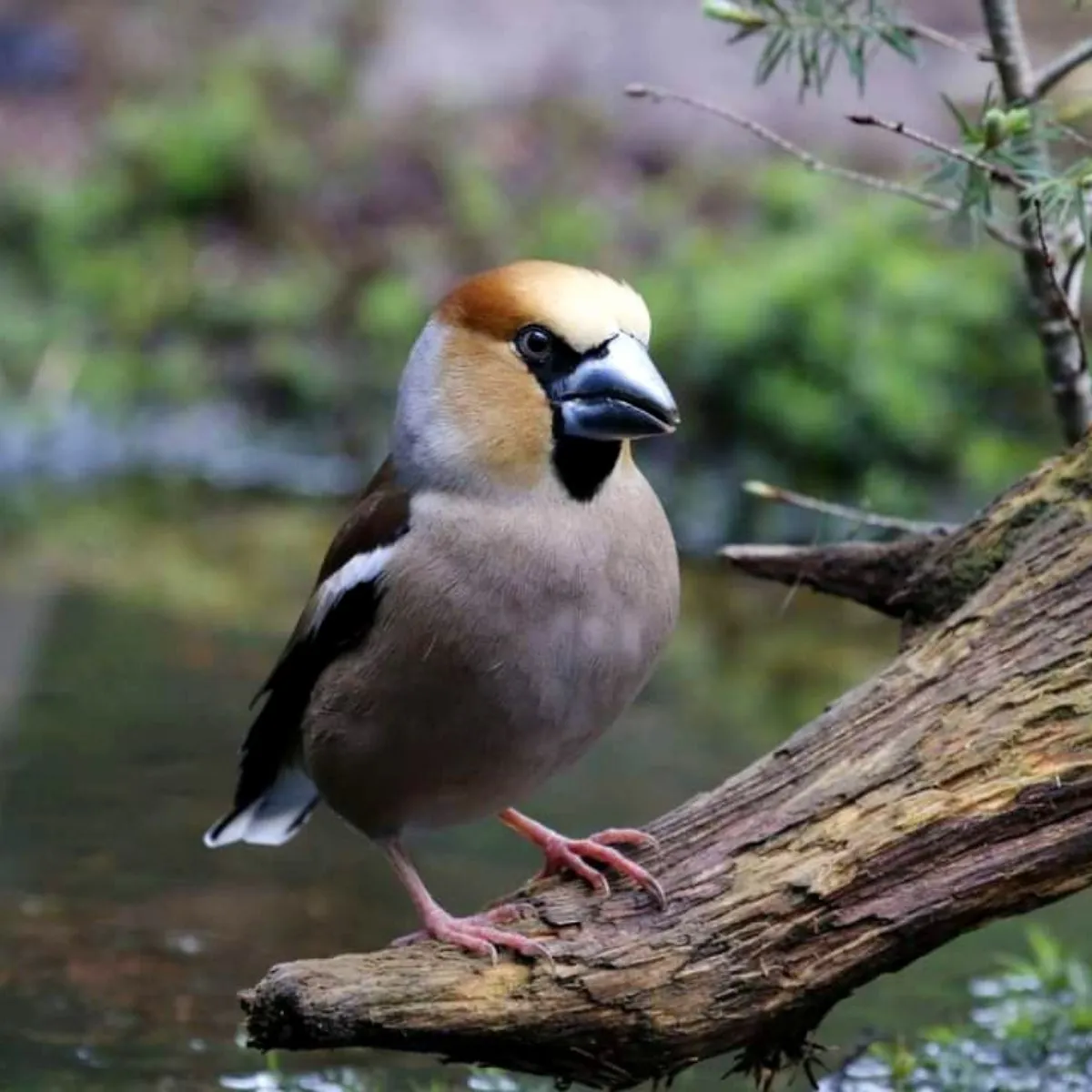 Spotted Hawfinch