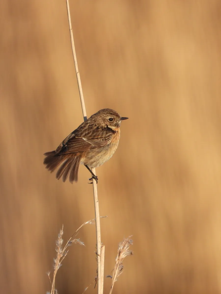 Gespotte Roodborsttapuit
