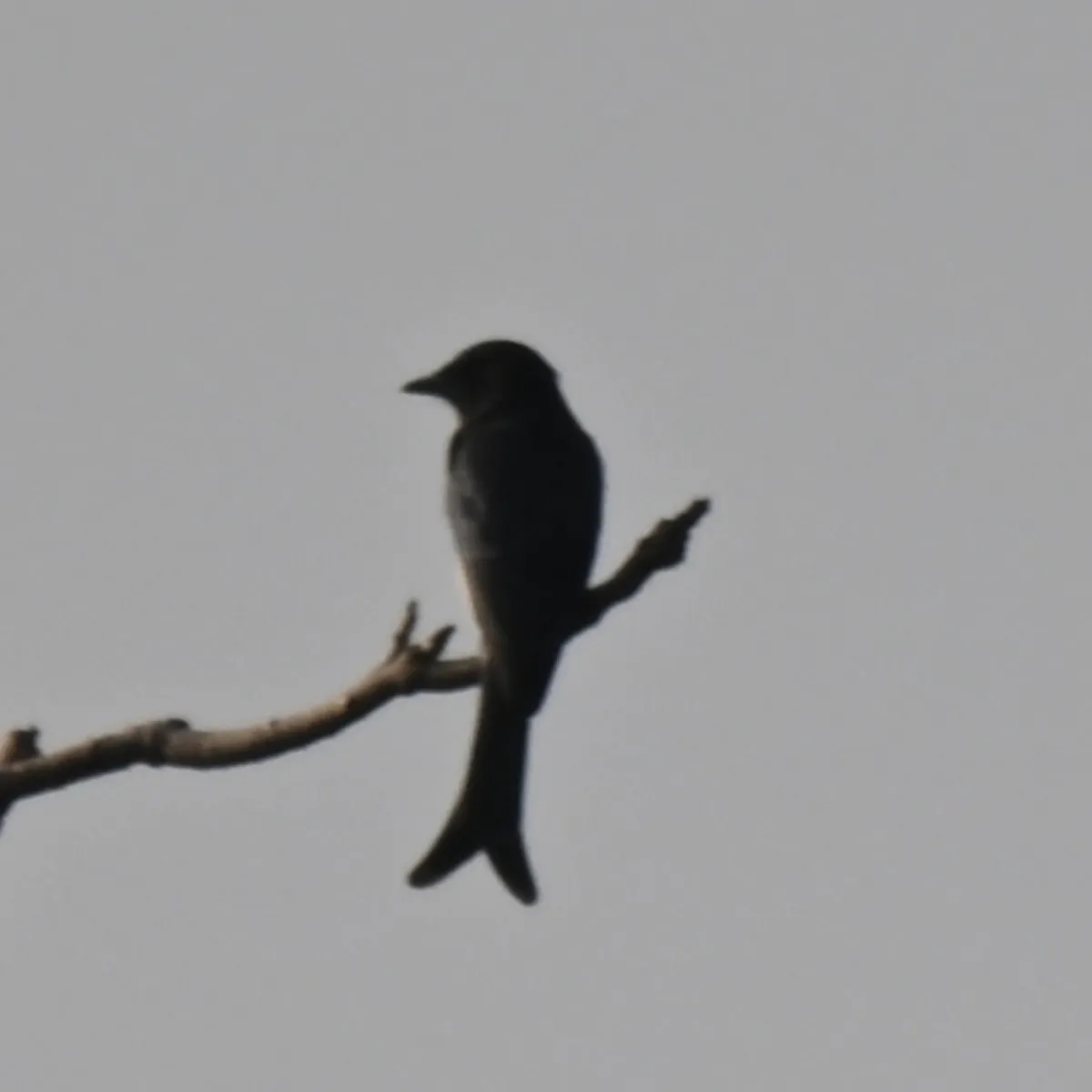Spotted White-bellied Drongo
