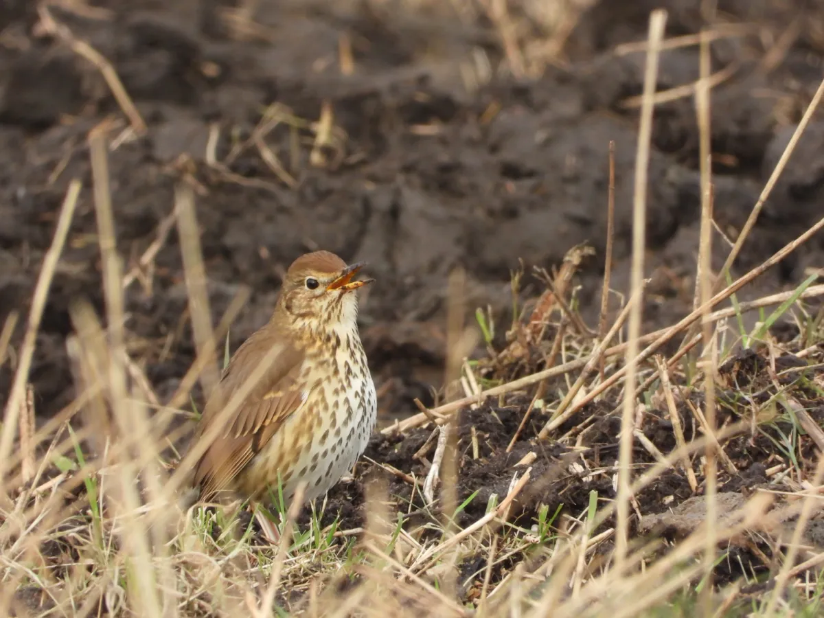 Gespotte Zanglijster