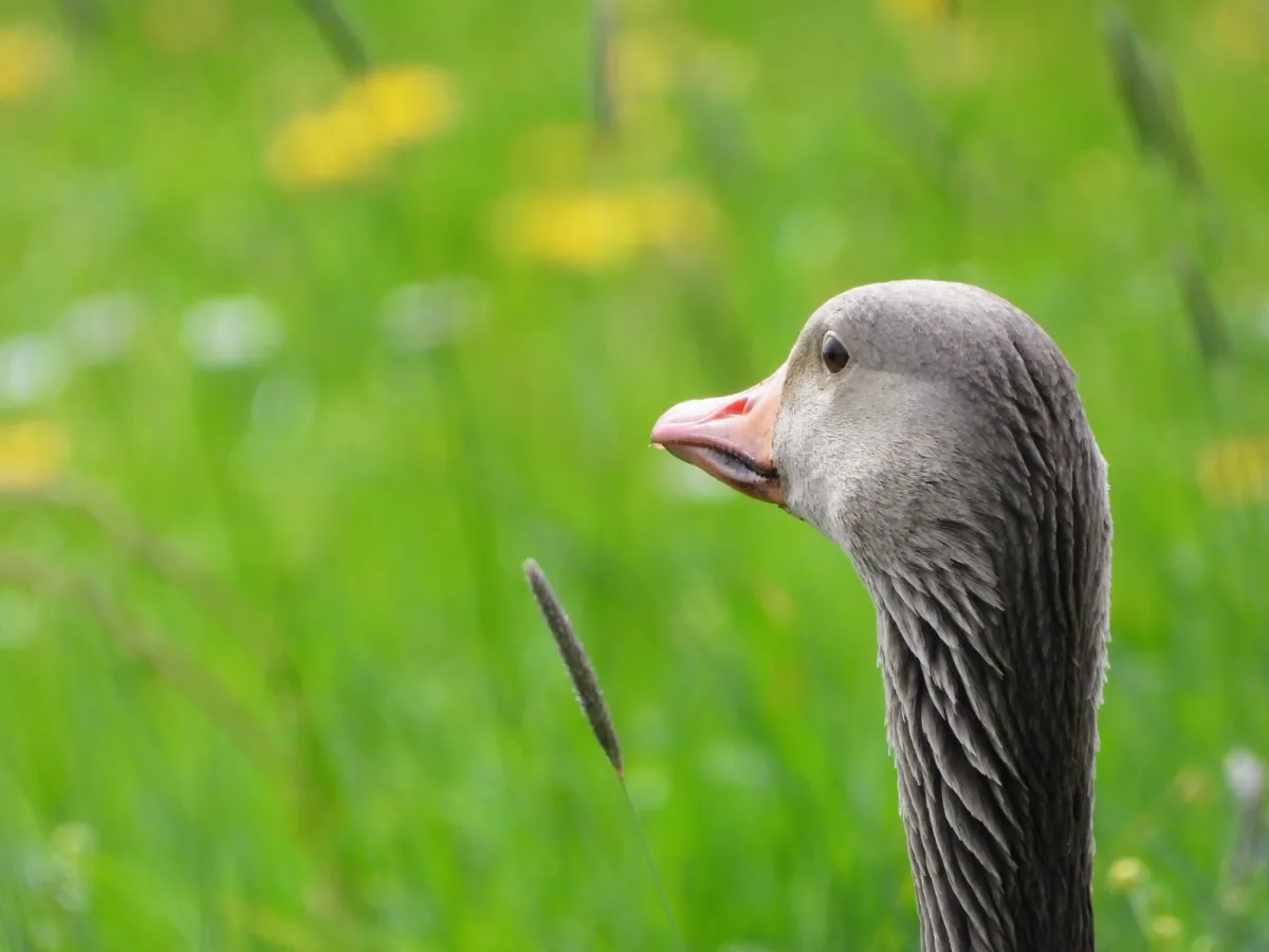 Gespotte Grauwe gans