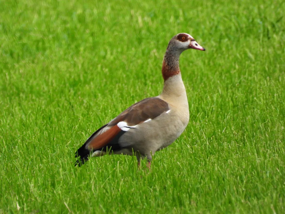 Spotted Egyptian Goose