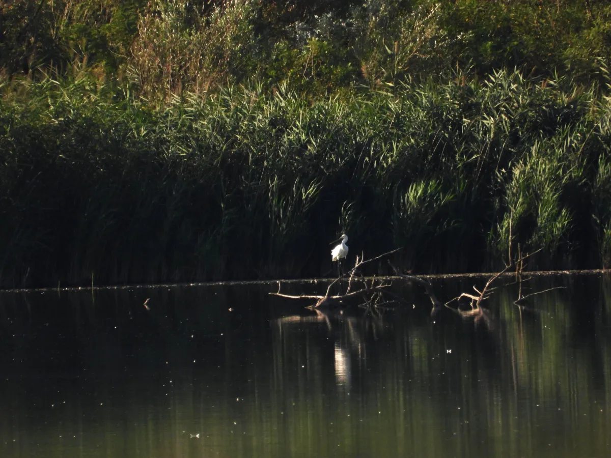 Spotted Eurasian Spoonbill
