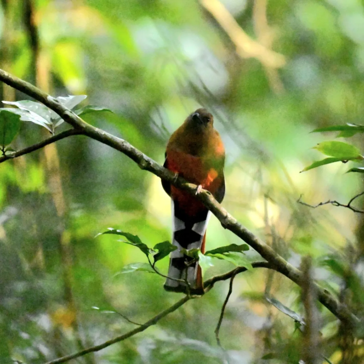 Spotted Red-headed Trogon