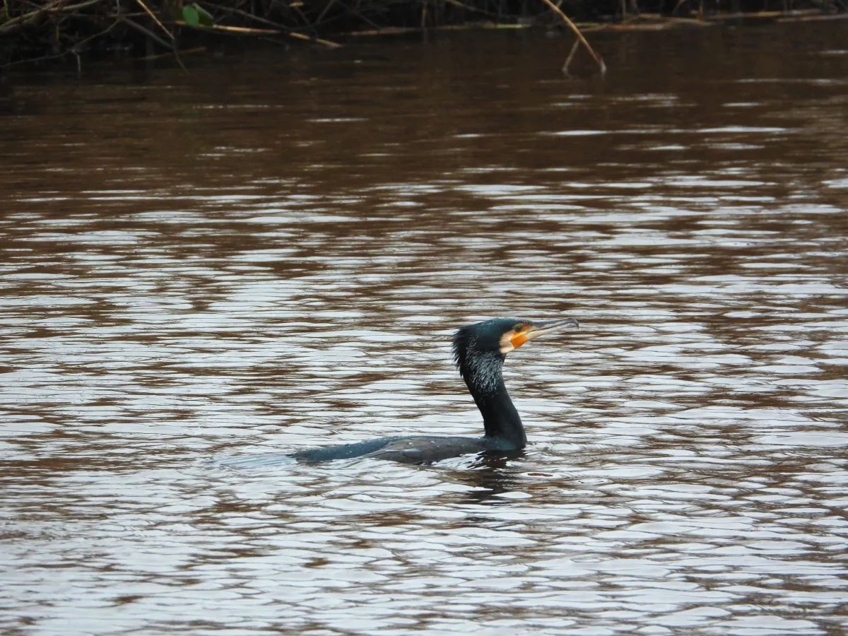 Gespotte Aalscholver