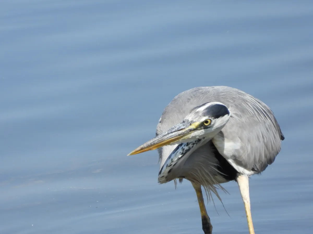 Waargenomen Blauwe reiger