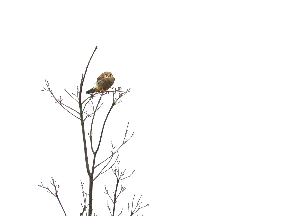 Spotted Eurasian Kestrel