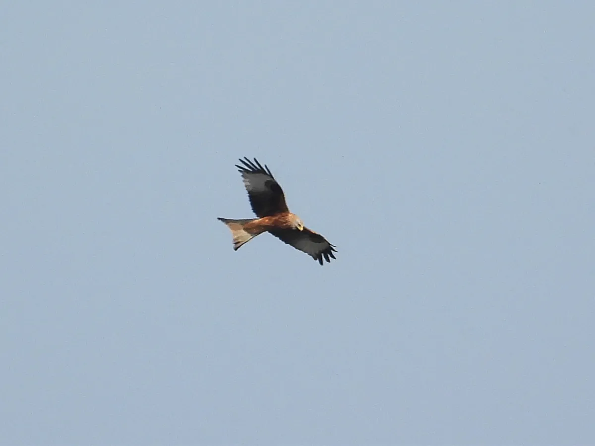 Spotted Red Kite