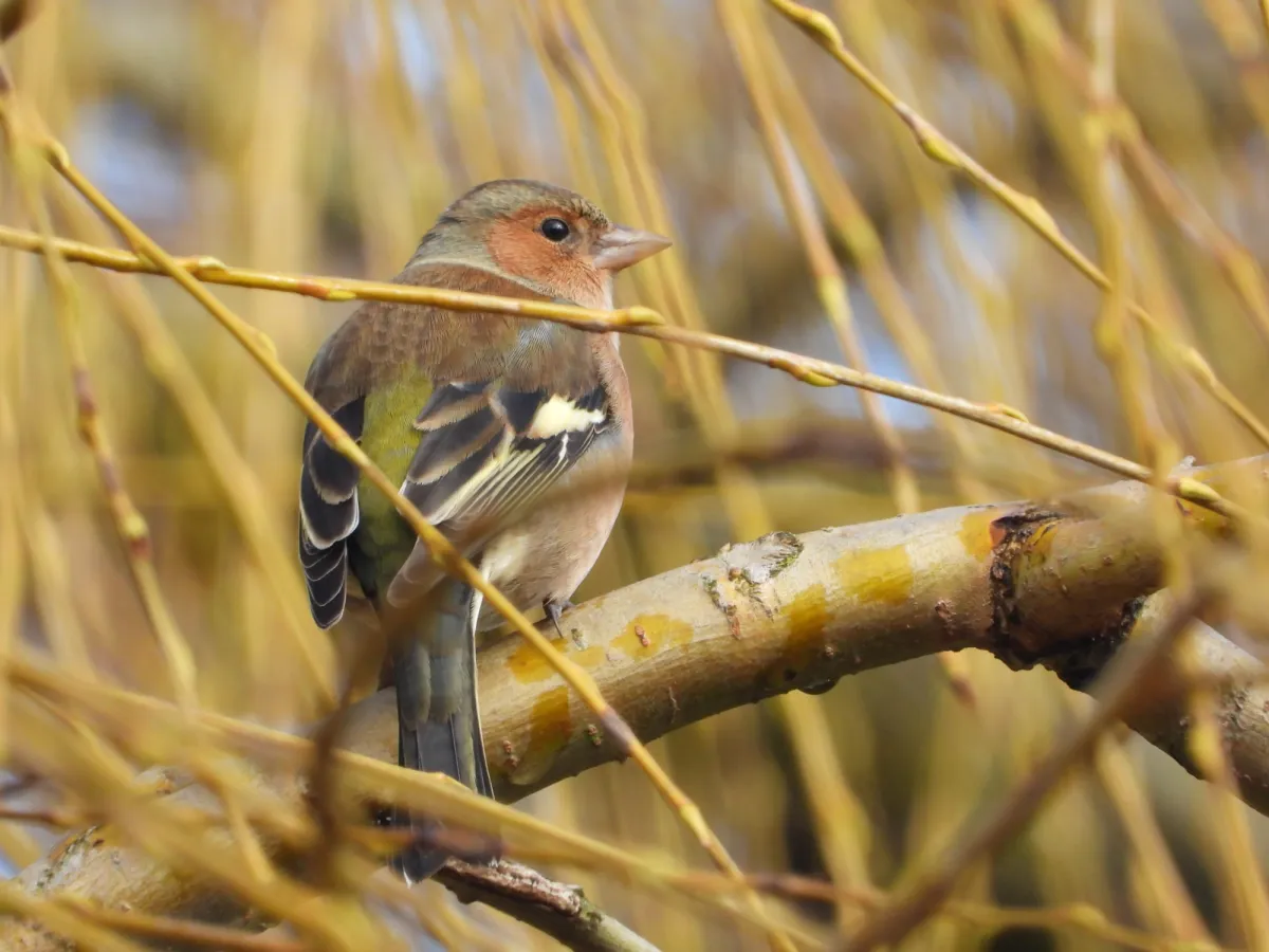 Spotted Common Chaffinch
