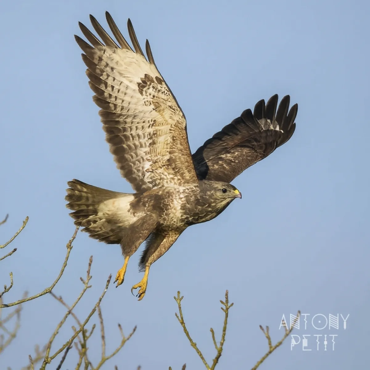 Gespotte Buizerd