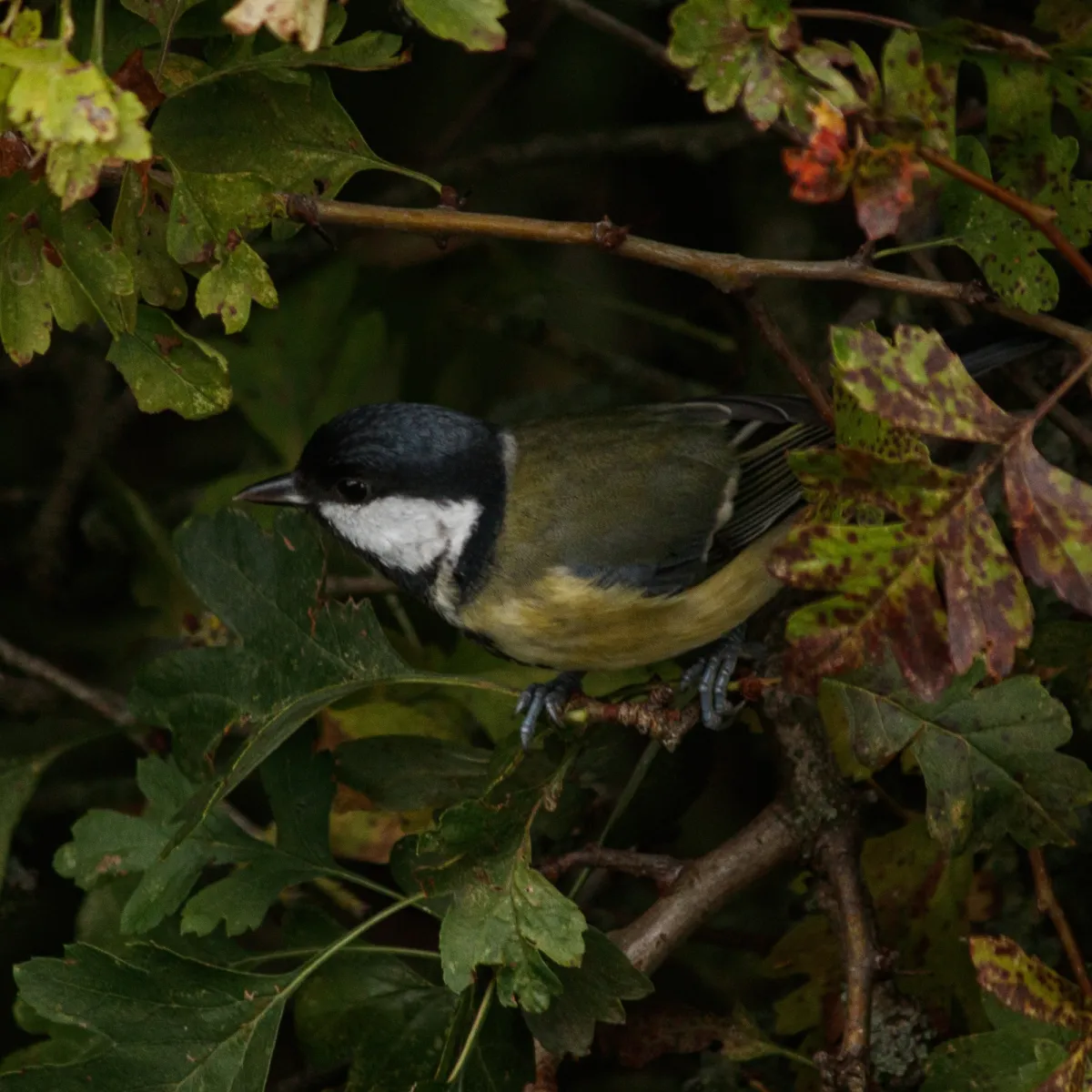 Spotted Great Tit