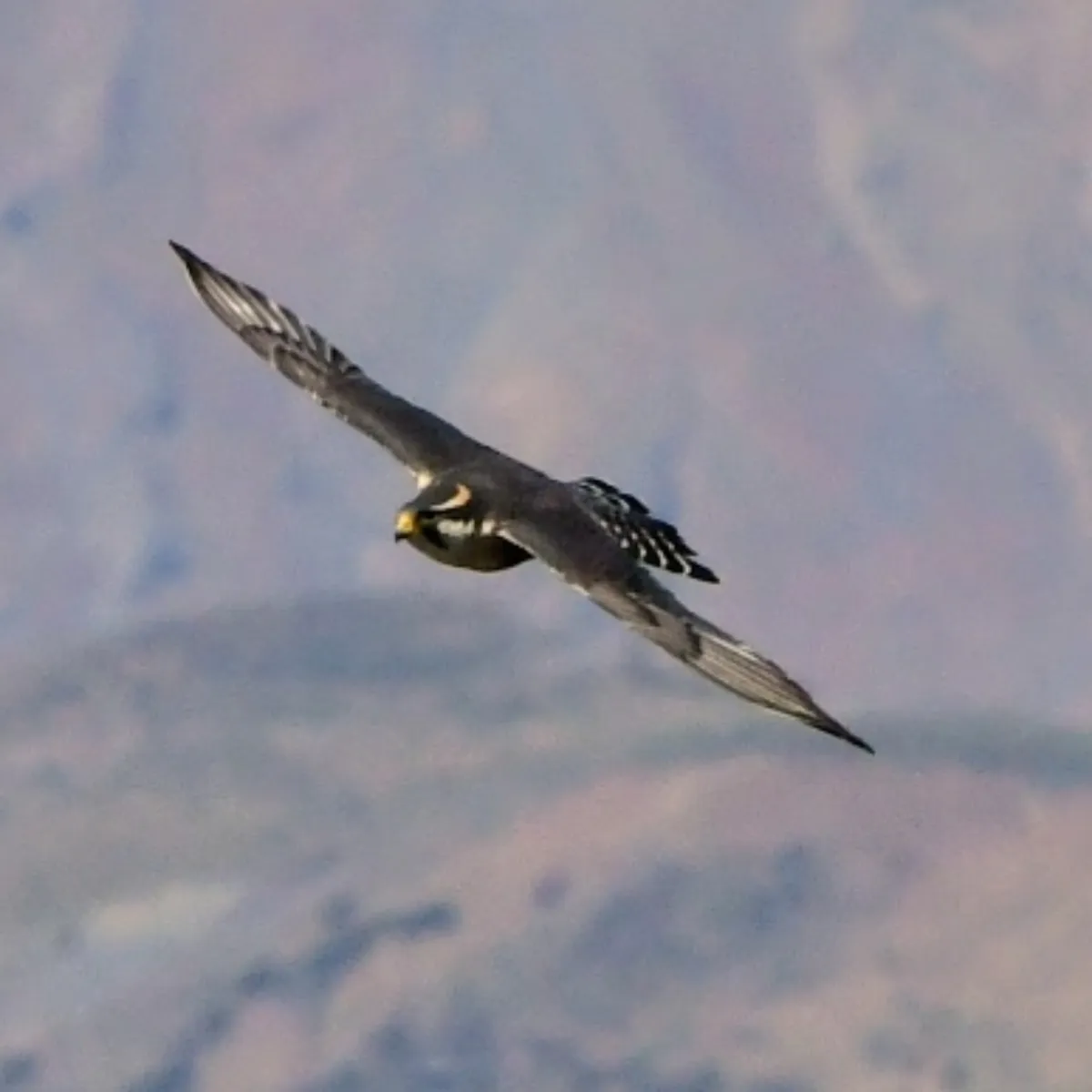 Spotted Aplomado Falcon