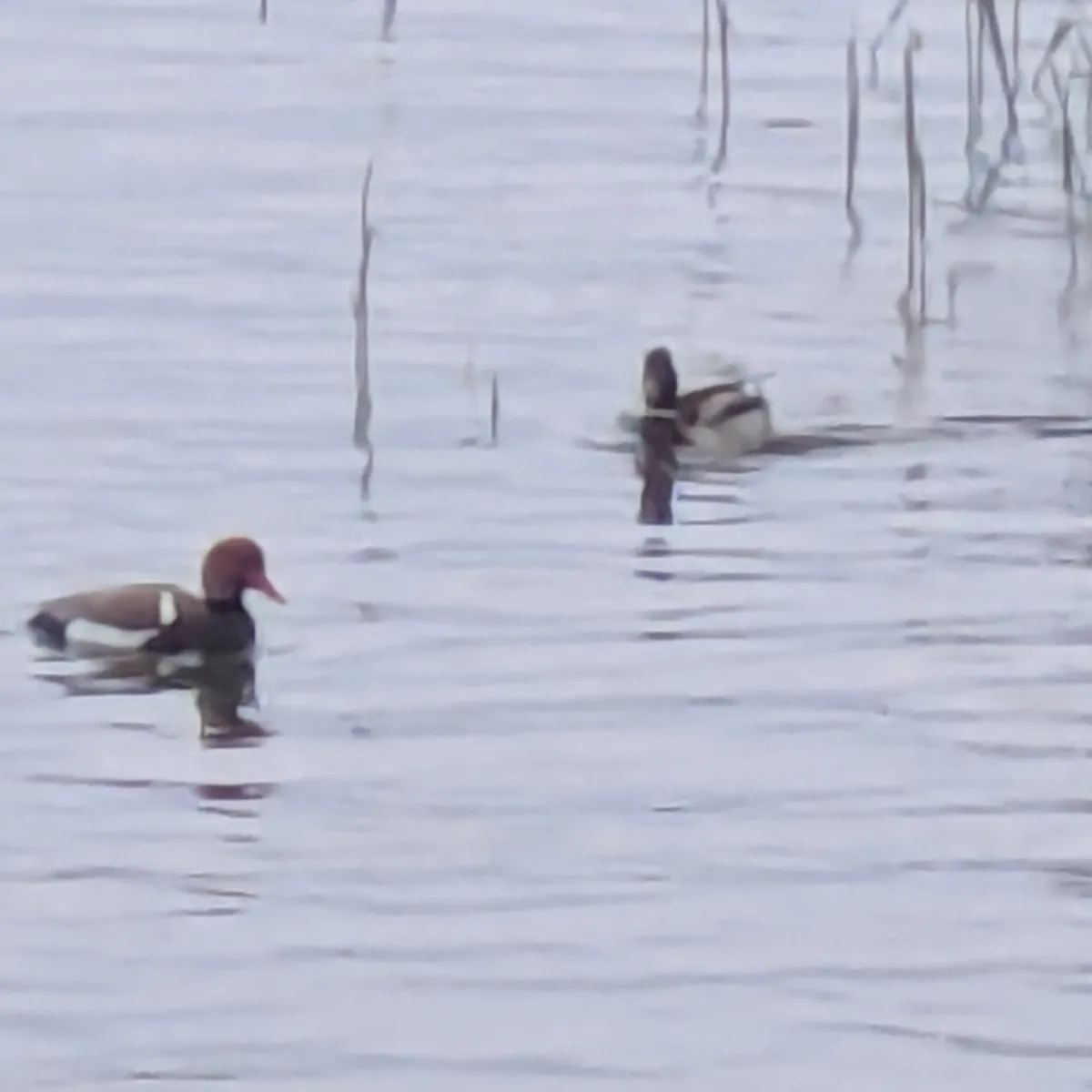 Spotted Red-crested Pochard