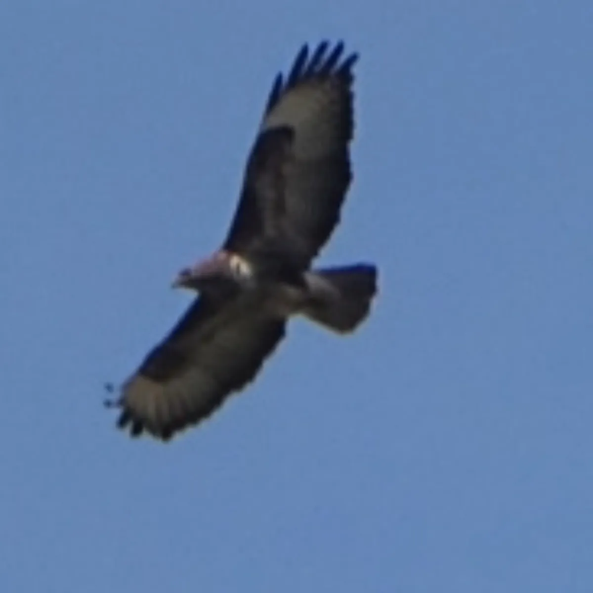 Waargenomen Buizerd