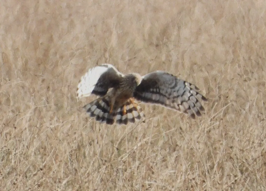 Gespotte Blauwe kiekendief