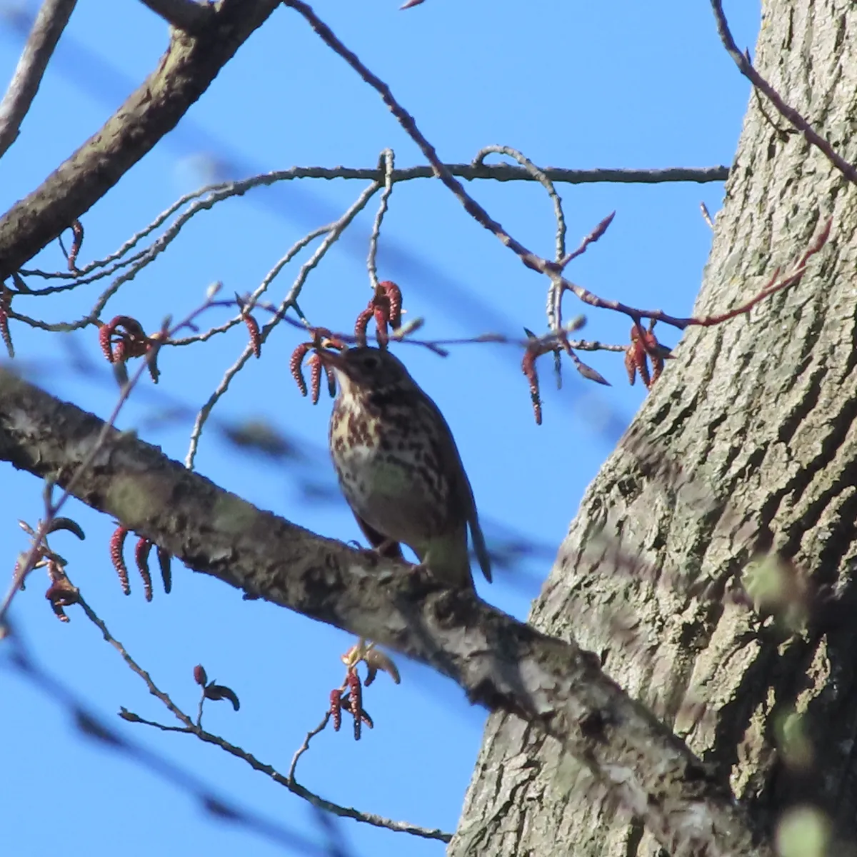 Spotted Song Thrush