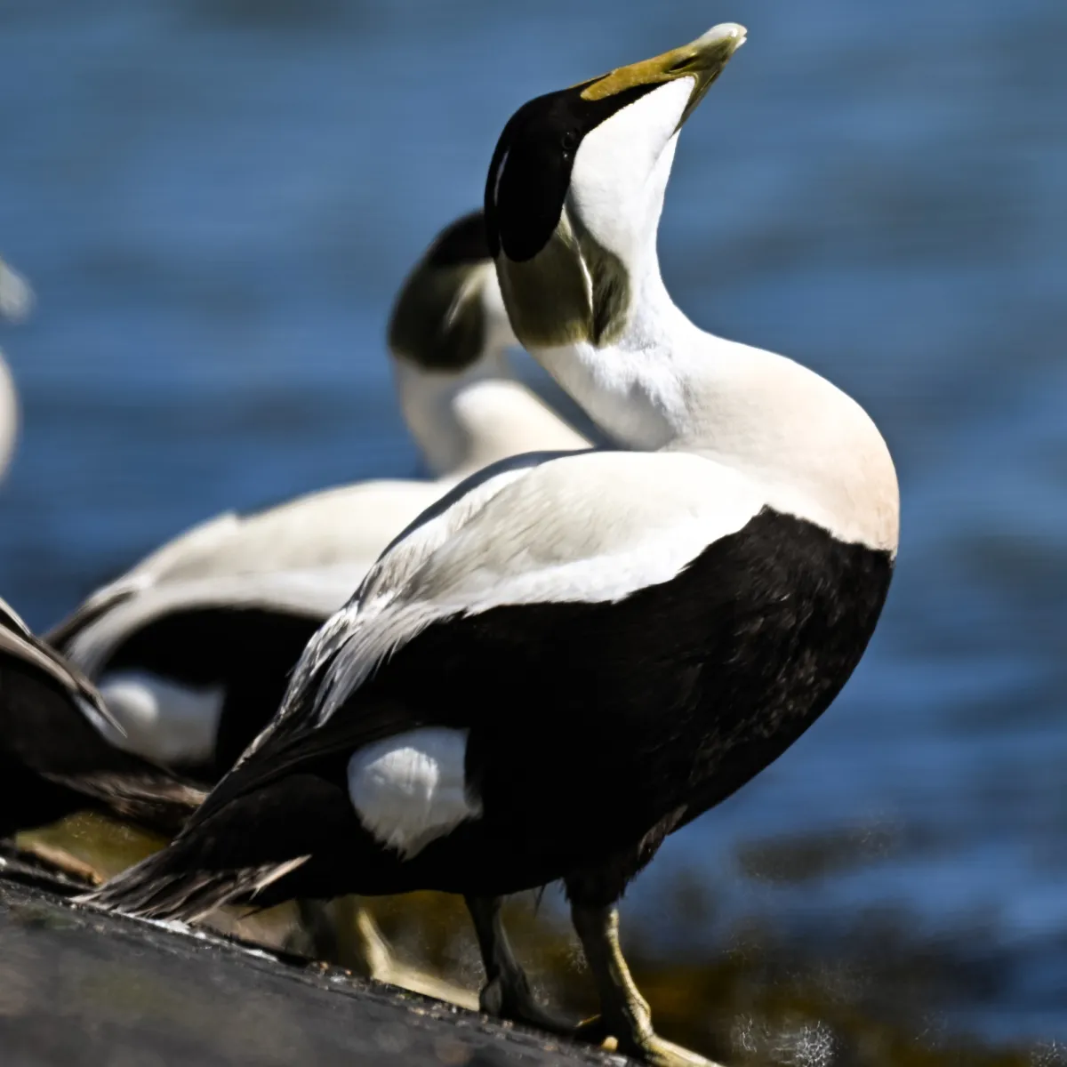 Spotted Common Eider