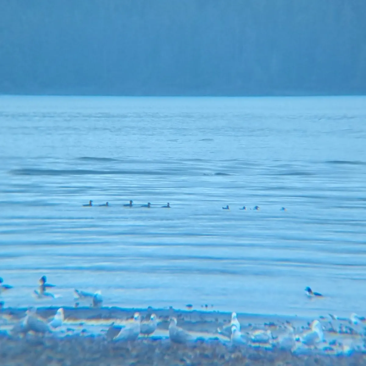 Spotted Surf Scoter