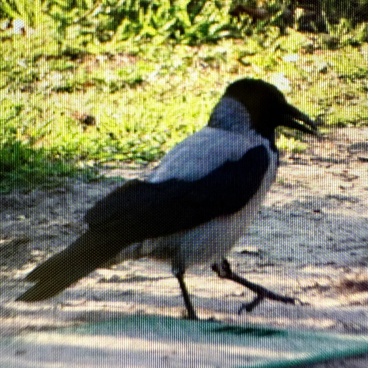 Gespotte Bonte kraai