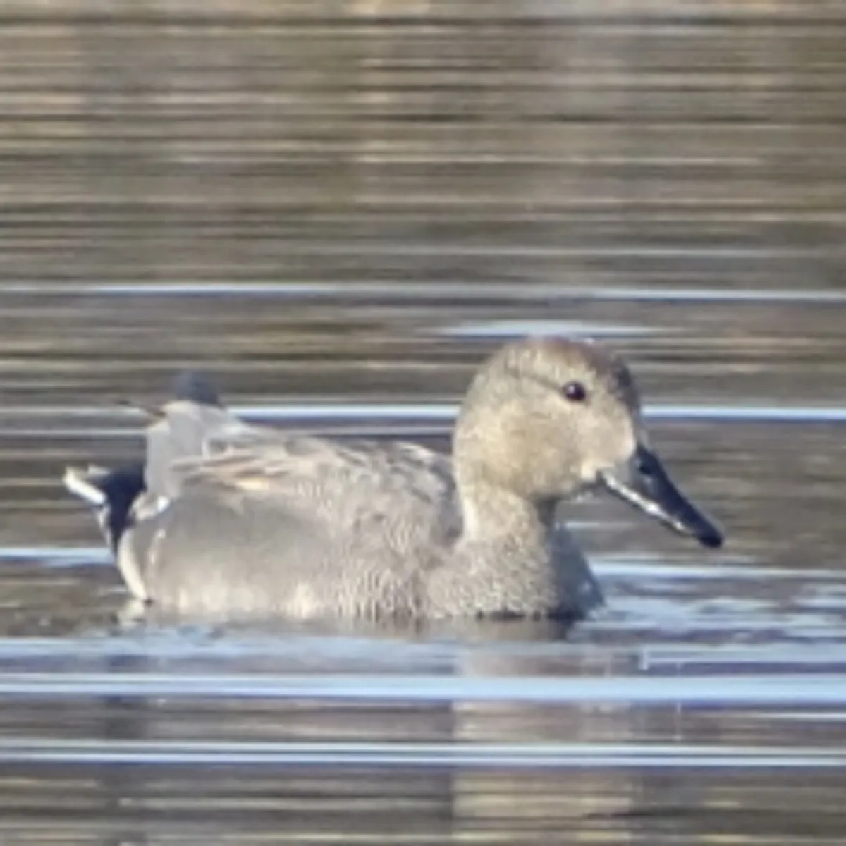 Spotted Gadwall